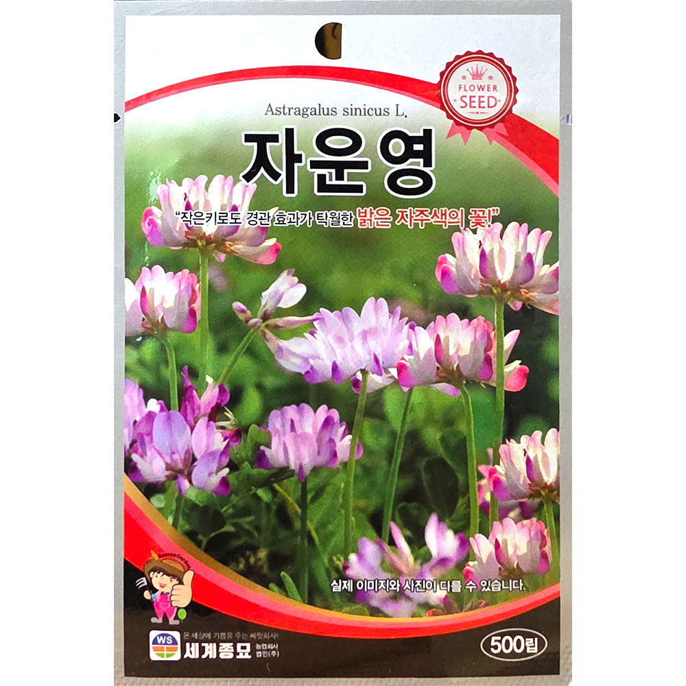 자운영 500립 26년 세계꽃씨앗, 1개 3,700원
