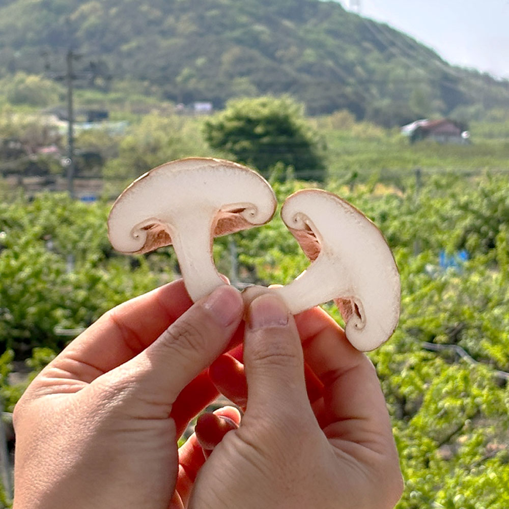생표고버섯 1kg 실속형, 1kg, 1개 9,900원