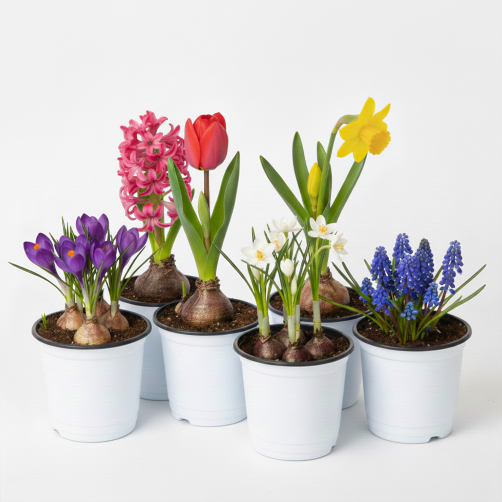 갑조네 구근식물 모음전 히아신스 수선화 크로커스 무스카리 튤립 구근식물 꽃식물, 1개, 현재가 3,100원