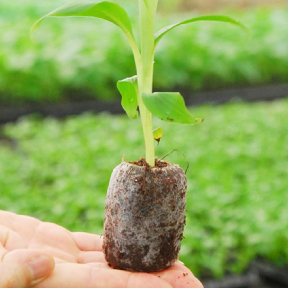 지피펠렛 상토 배양토 원예 노르웨이산 압축 상토 10개, 1-지피펠렛33mm-10P 3,100원