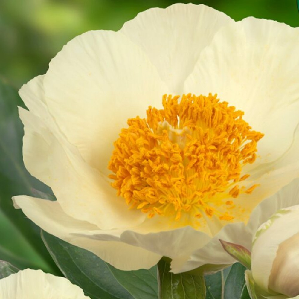 [충북농원] 고급 수입 작약 - 숙근묘 & 포트묘, 11. 문라이즈 - 숙근, 1개 20,000원