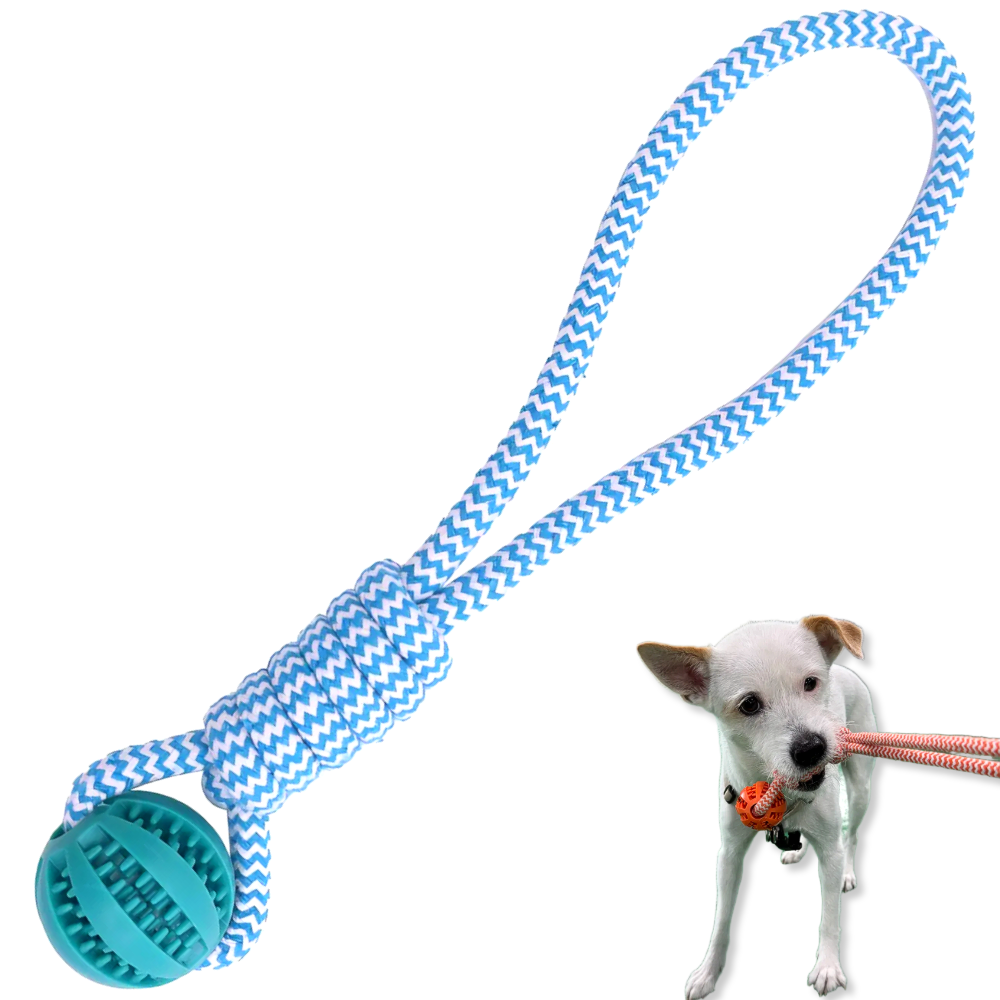 LETOJ 강아지 원형 터그놀이, 1개, 블루 5,700원