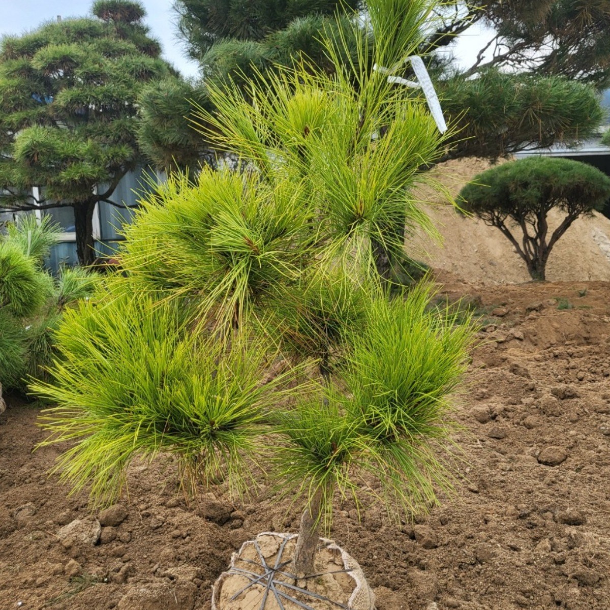 황금소나무 조형 조경수 7년생 충청농원 87,000원