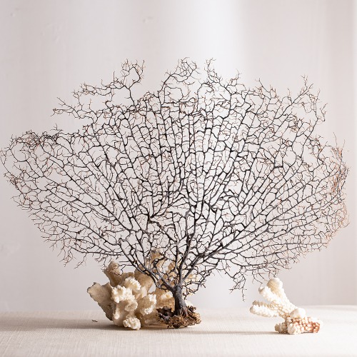 건산호 (특대) 수족관 인테리어 소품 바다 여름 해변 어항 장식, 현재가 35,000원