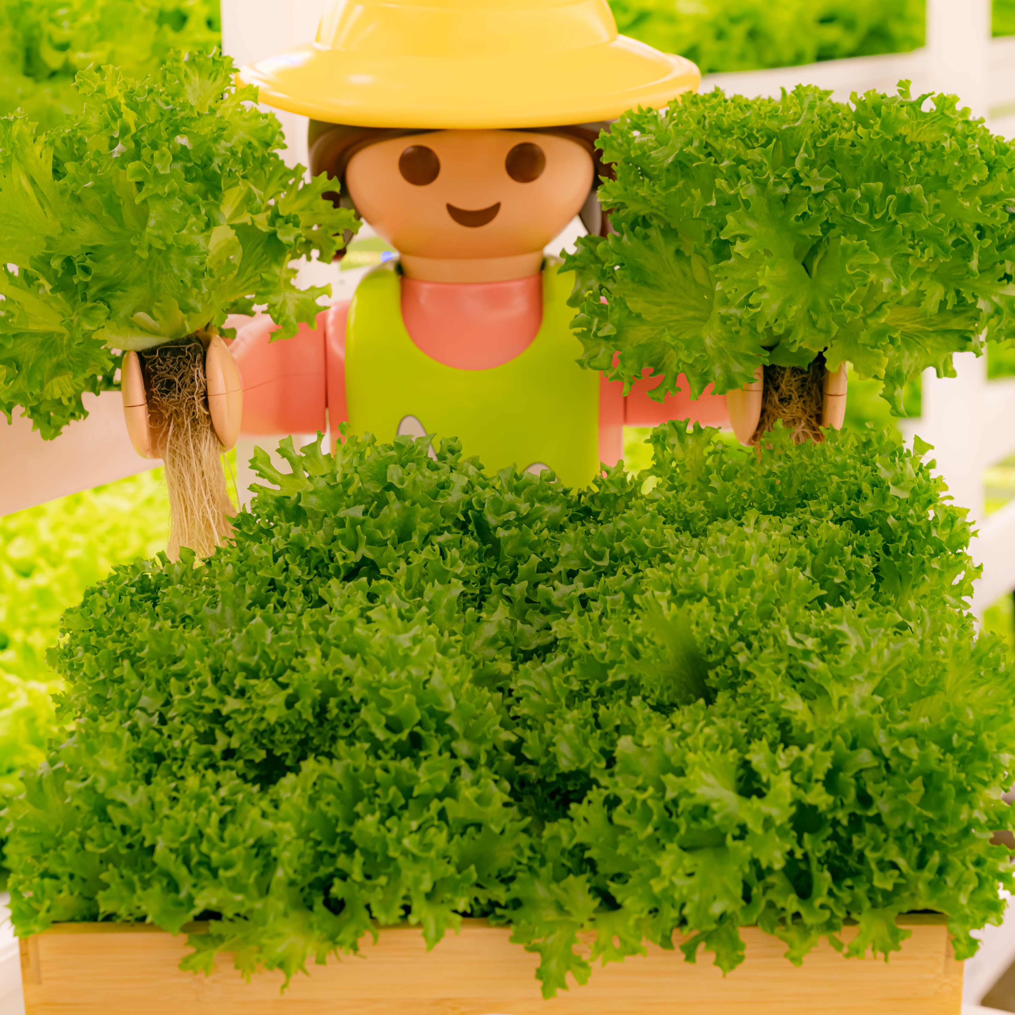 [무농약 프릴아이스 1kg] 유럽상추 유러피안샐러드 샐러드야채 샐러드채소 쌈채소 샐리의식탁, 1개, 4kg 43,500원